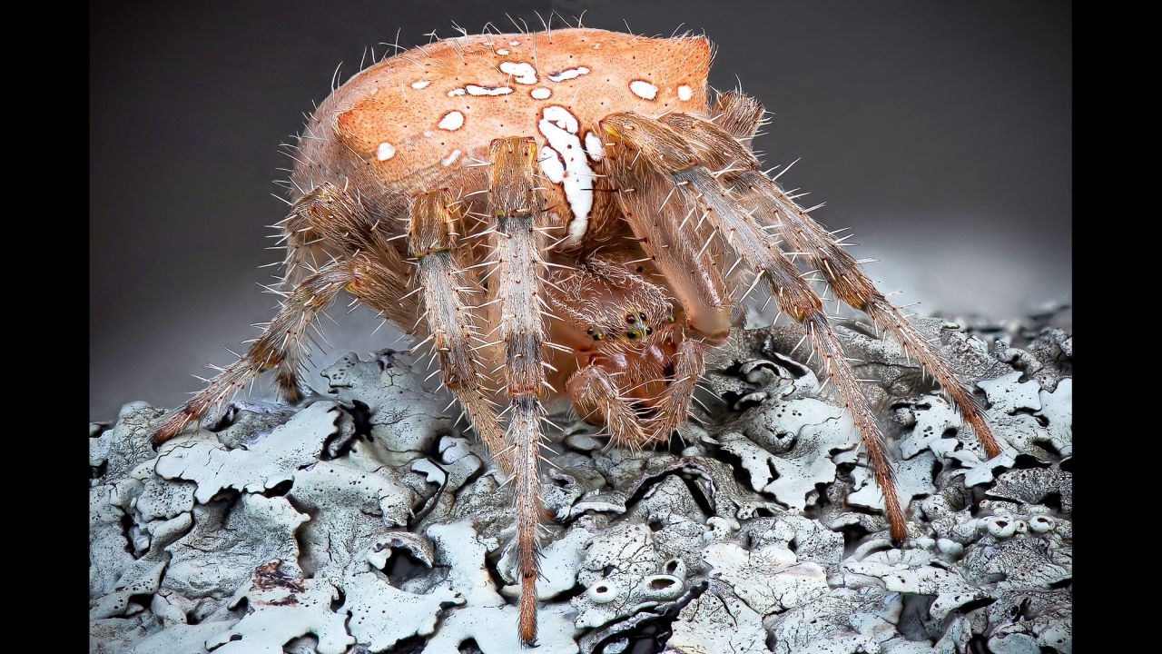 A crowned orb weaver (Araneus diadematus)
