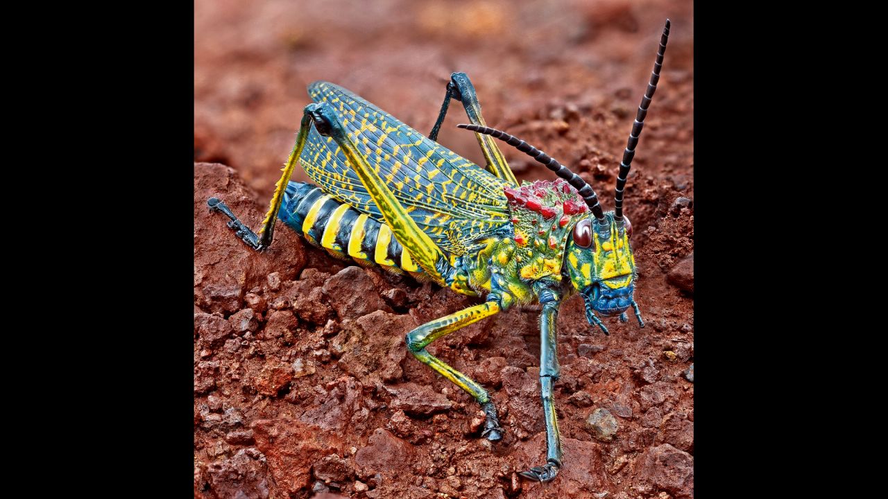 Phymateus saxosus madagascariensis, perhaps the most beautiful cricket in the world, is limited to medium-altitude regions of Madagascar.