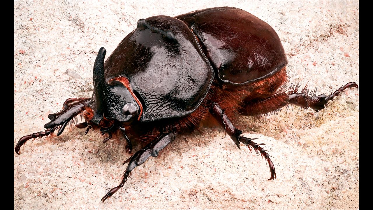A male European rhinoceros beetle (Oryctes nasicornis)