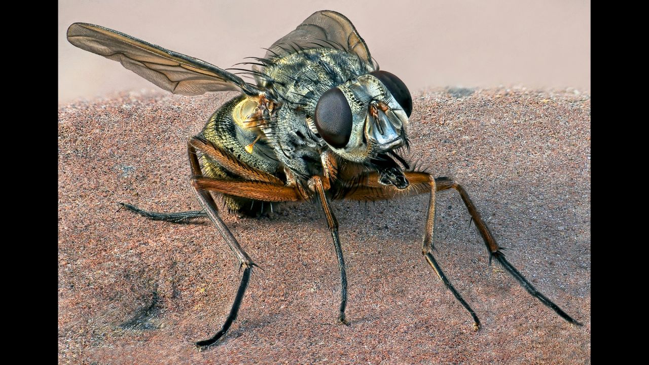 A small female fly (Phaonia valida)