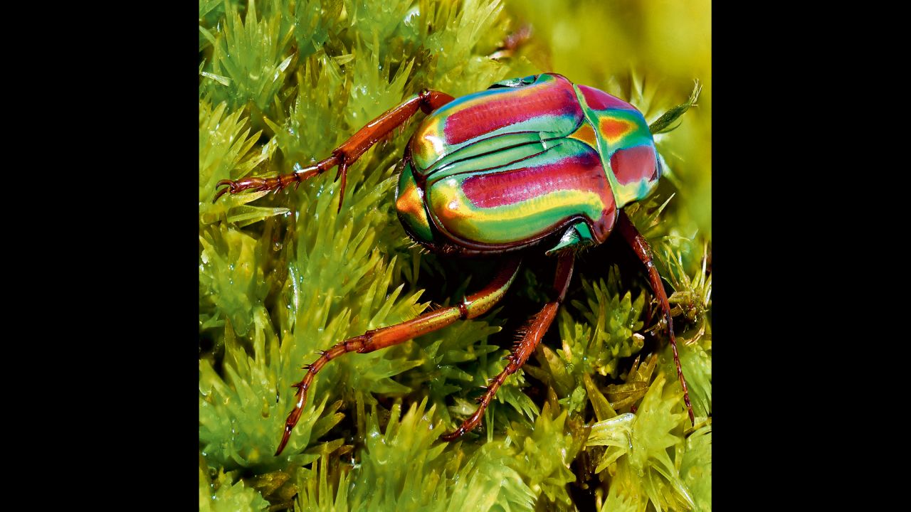 Pygora lenocinia is a small, multicolored beetle with iridescent metallic reflections.