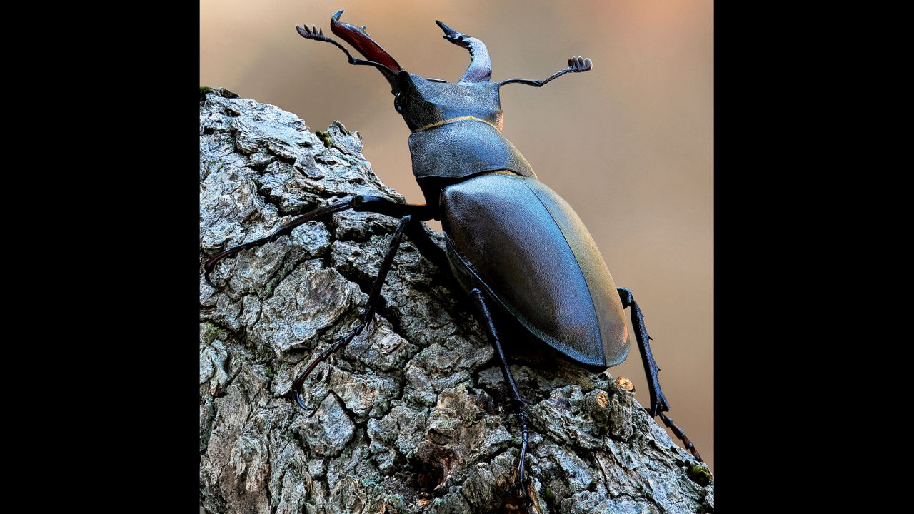The male stag beetle (Lucanus cervus) is the largest beetle in Europe.