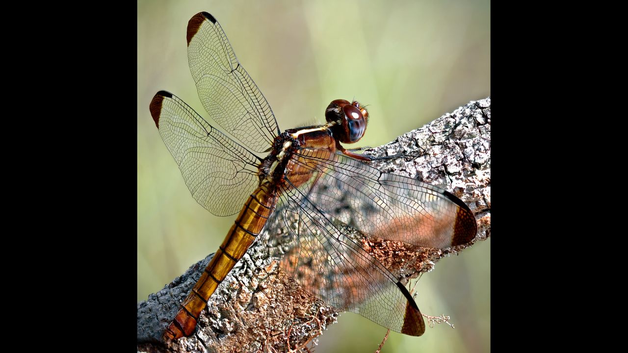 A dragonfly (Thermorthemis madagascariensis) is ready to take off in search of prey.