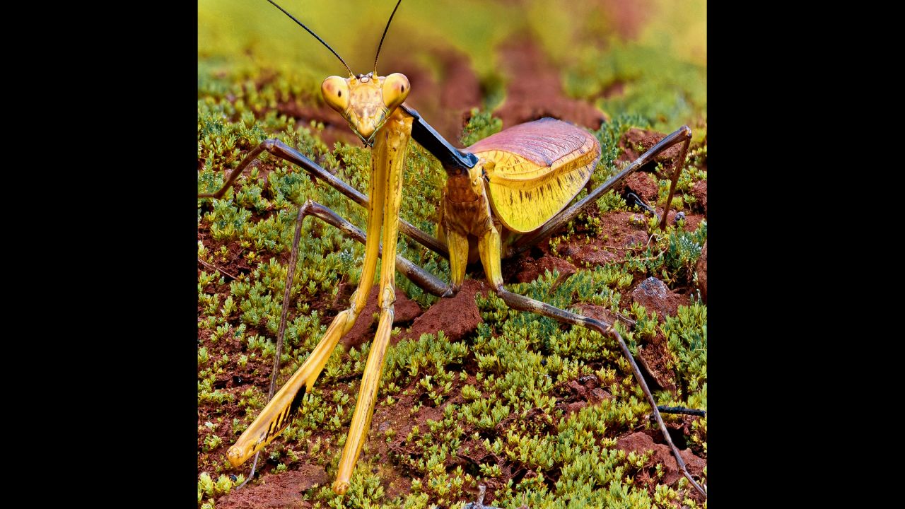 A great tropical praying mantis (Tisma freyi)
