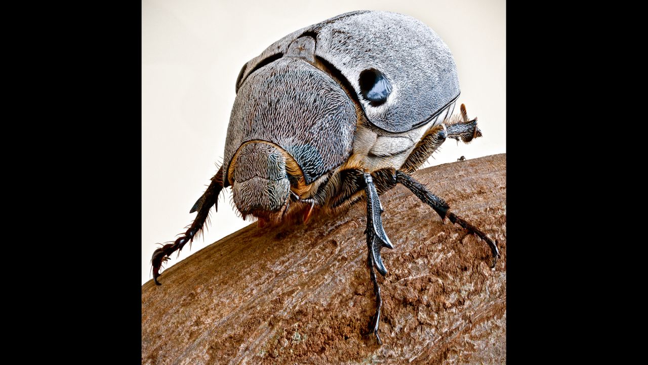 A tiny spider on the right crashes this image of a large June bug that's common in Madagascar.