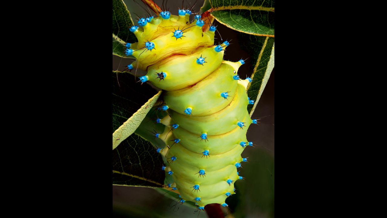 A young great peacock moth caterpillar (Saturnia pyri)