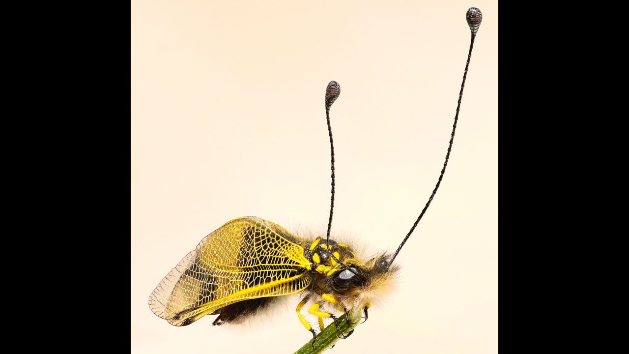 This net-winged amber-colored owlfly, of the genus Libelloides (Ascalaphinae), flies over grass in search of prey.