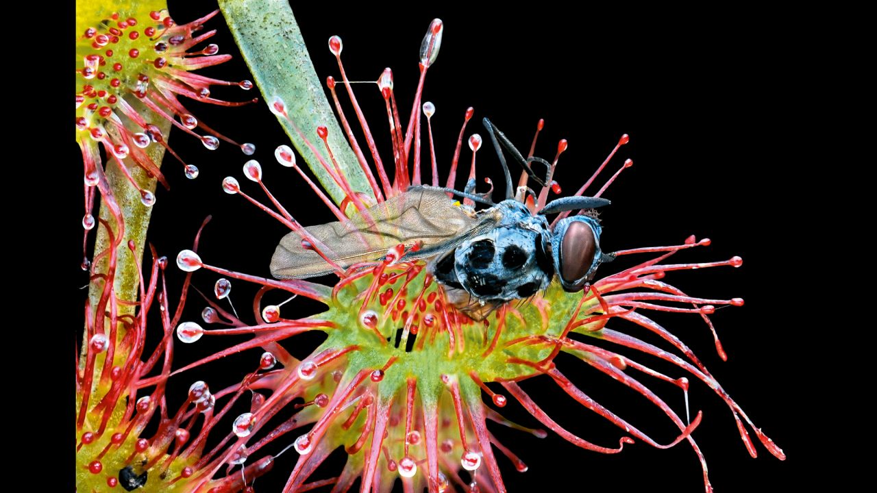 A small midge (Anthomyia pluvialis) is trapped in a sundew.