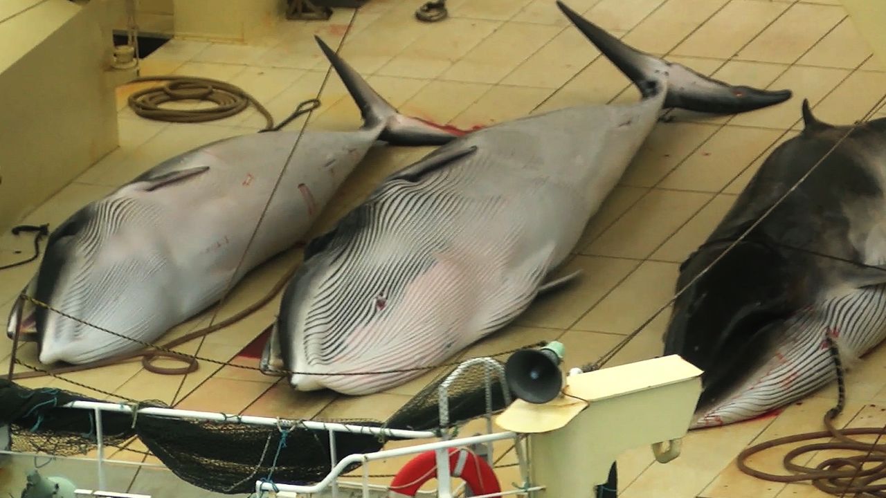 whaling in japan