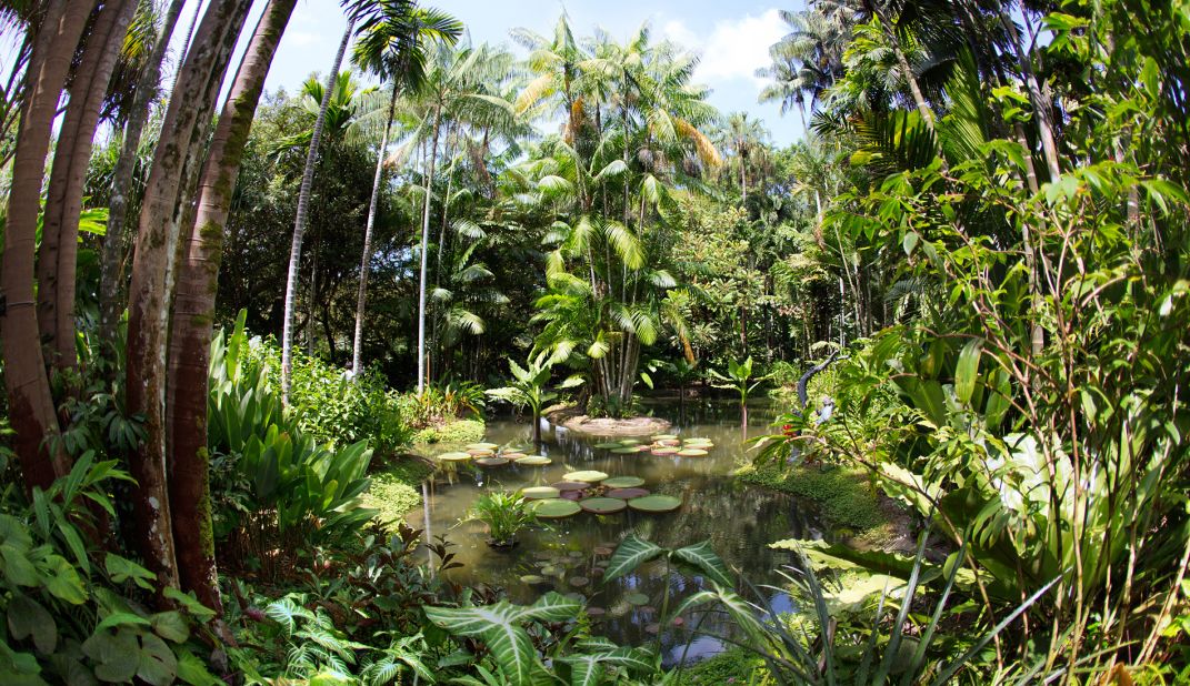 The Gardens contain a rare piece of untouched primary rainforest. Singapore is the only major city other than Rio de Janeiro to have primary rainforest within its city limits. Garden officials say the rainforest is millions of years old, a reminder of the vegetation that once covered the island.