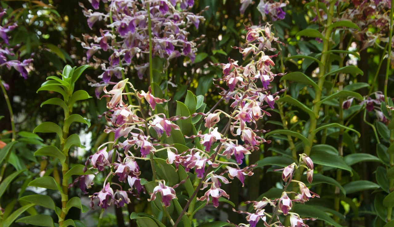 This orchid is named "Dendrobium Margaret Thatcher" after the late UK prime minister, who was nicknamed the Iron Lady. 