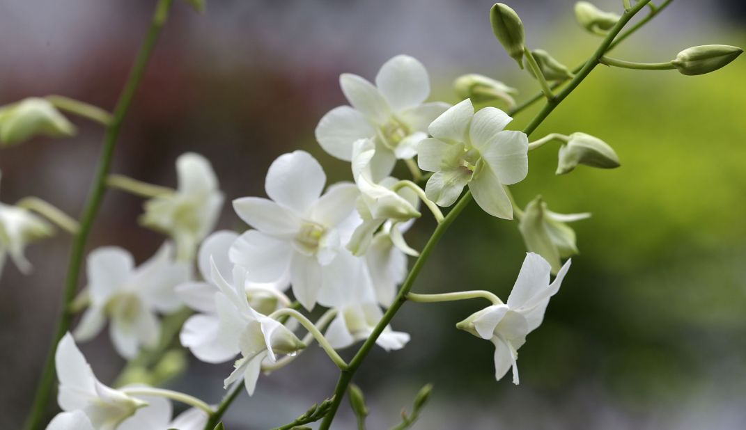 This orchid is named after Diana, Princess of Wales. International leaders and celebrities are invited to attend the naming ceremony as part of the Gardens' "orchid diplomacy" efforts.
