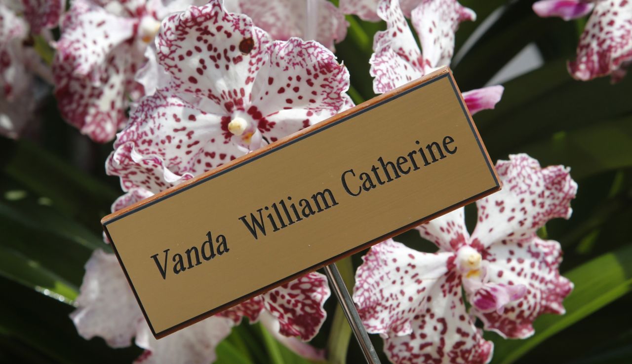 A VIP orchid named after the Duke and Duchess of Cambridge. 