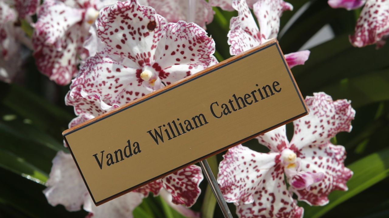 A VIP orchid named after the Duke and Duchess of Cambridge. 