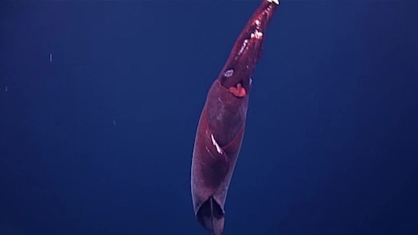 Taningia danae whiplash squid vstan orig jnd pkg_00000707.jpg