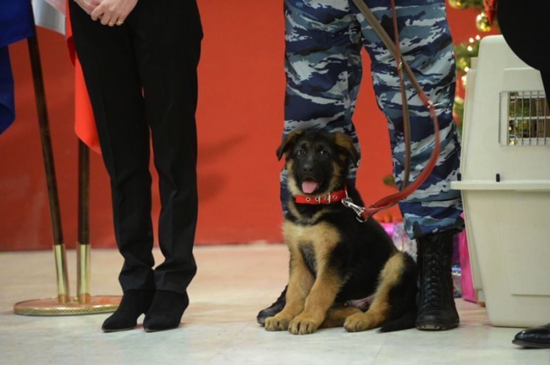 Dobrynya waits patiently during the handover ceremony in Moscow on Monday, December 6.