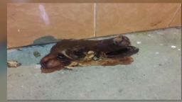 pig head thrown at philadelphia mosque sanchez tell nr_00002917.jpg