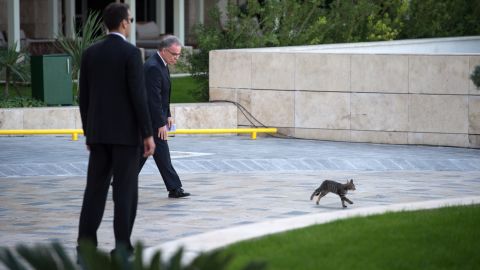 A man chases away a small cat at the G20 summit in Antalya, Turkey, on Sunday, November 15.