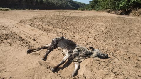The carcass of a dead cow lies in the Black Umfolozi River, dry from the effects ot the latest severe drought, in Nongoma district north west from Durban, South Africa.