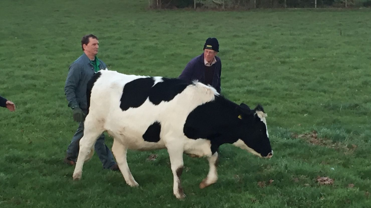 The miracle cow who was carried 15 miles away from its farm by floodwaters in Cumbria, England, is herded home.