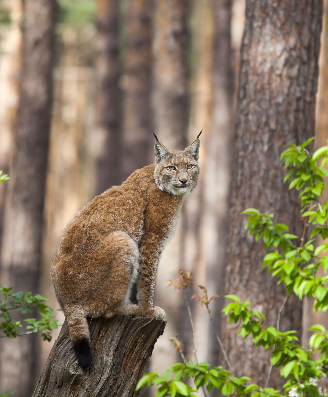The lynx has already been re-introduced to several European countries -- including Germany, where it has sparked an eco-tourism industry. 