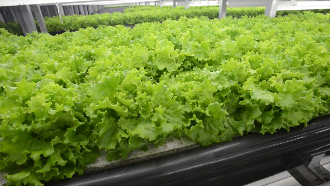 otr japan vertical farm_00004318.jpg