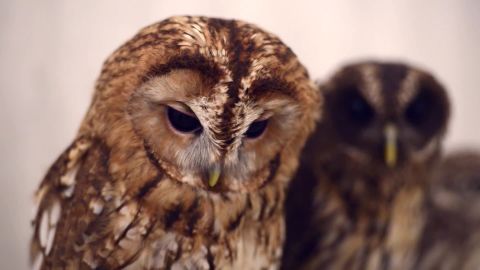 otr japan owl cafe_00000917.jpg
