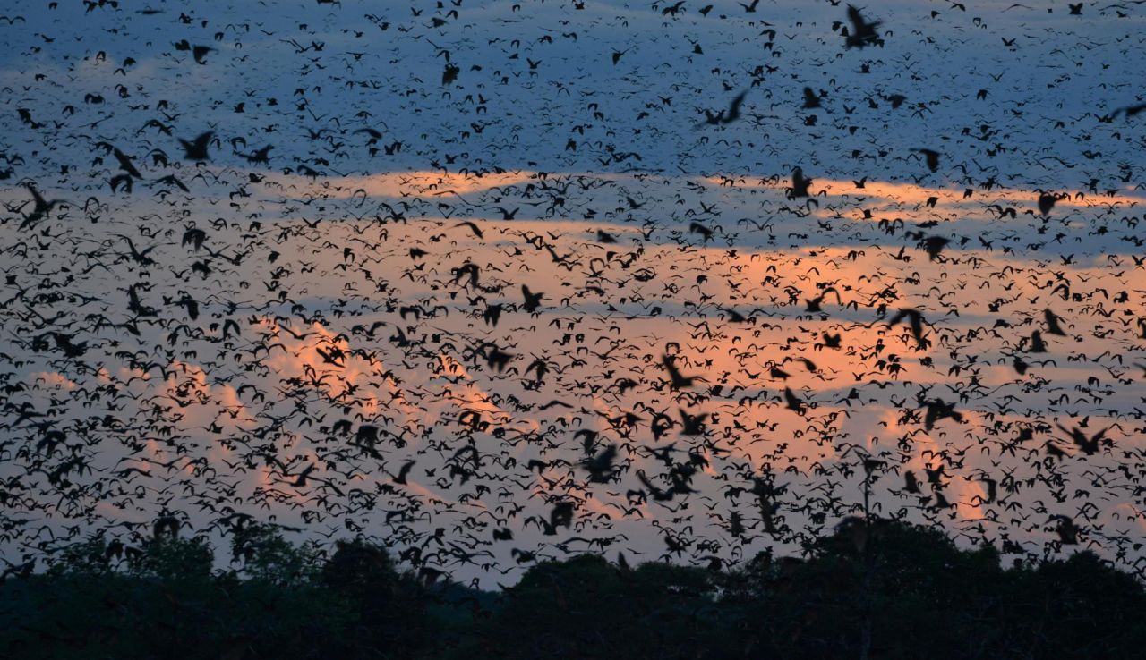 Yes, five million bats can look beautiful. They cluster together in one tiny corner of Zambia's Kasanka National Park every November.