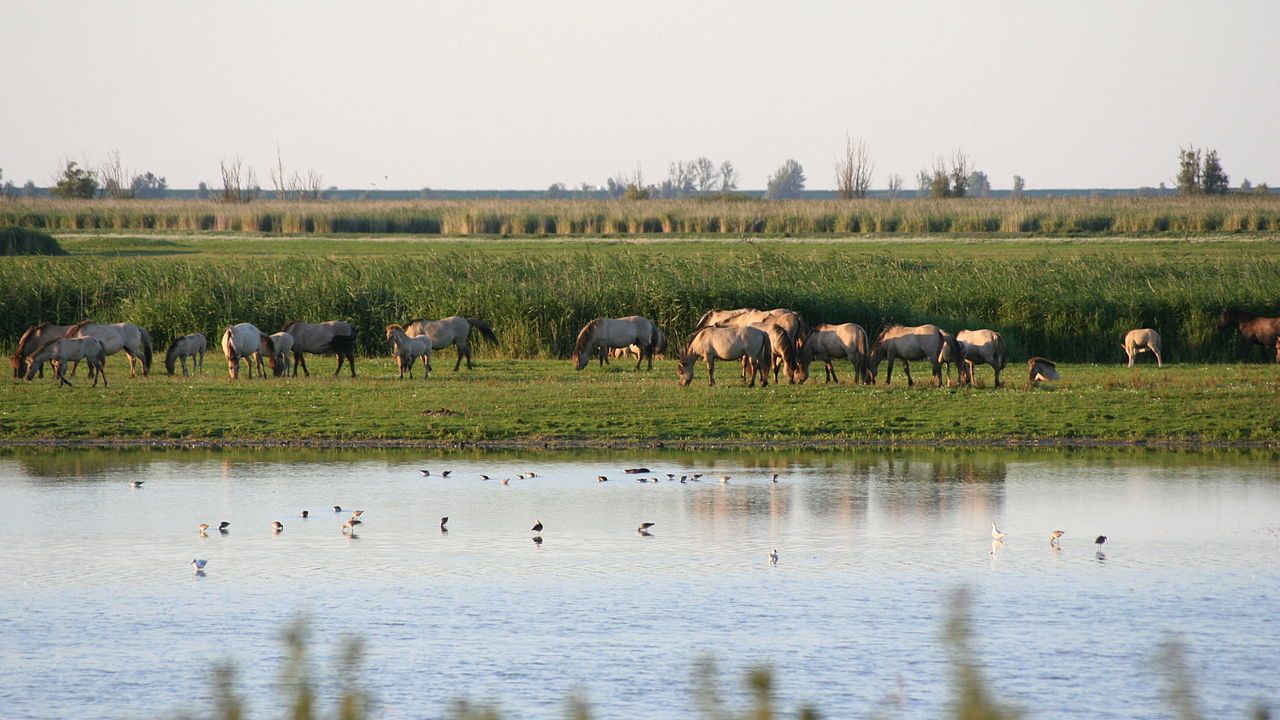 The Living Rivers program in the Netherlands provided a home for returning species. 