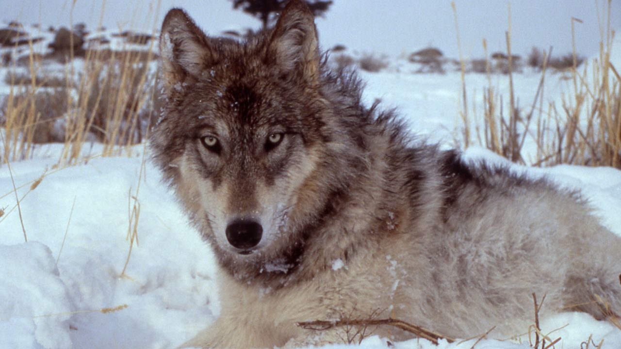 The gray wolf in Yellowstone National Park. 