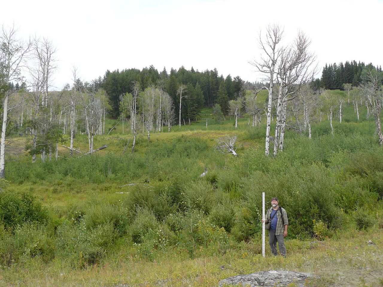 Oregon State University researchers monitoring the recovery of Aspen trees following the wolves' re-introduction. 