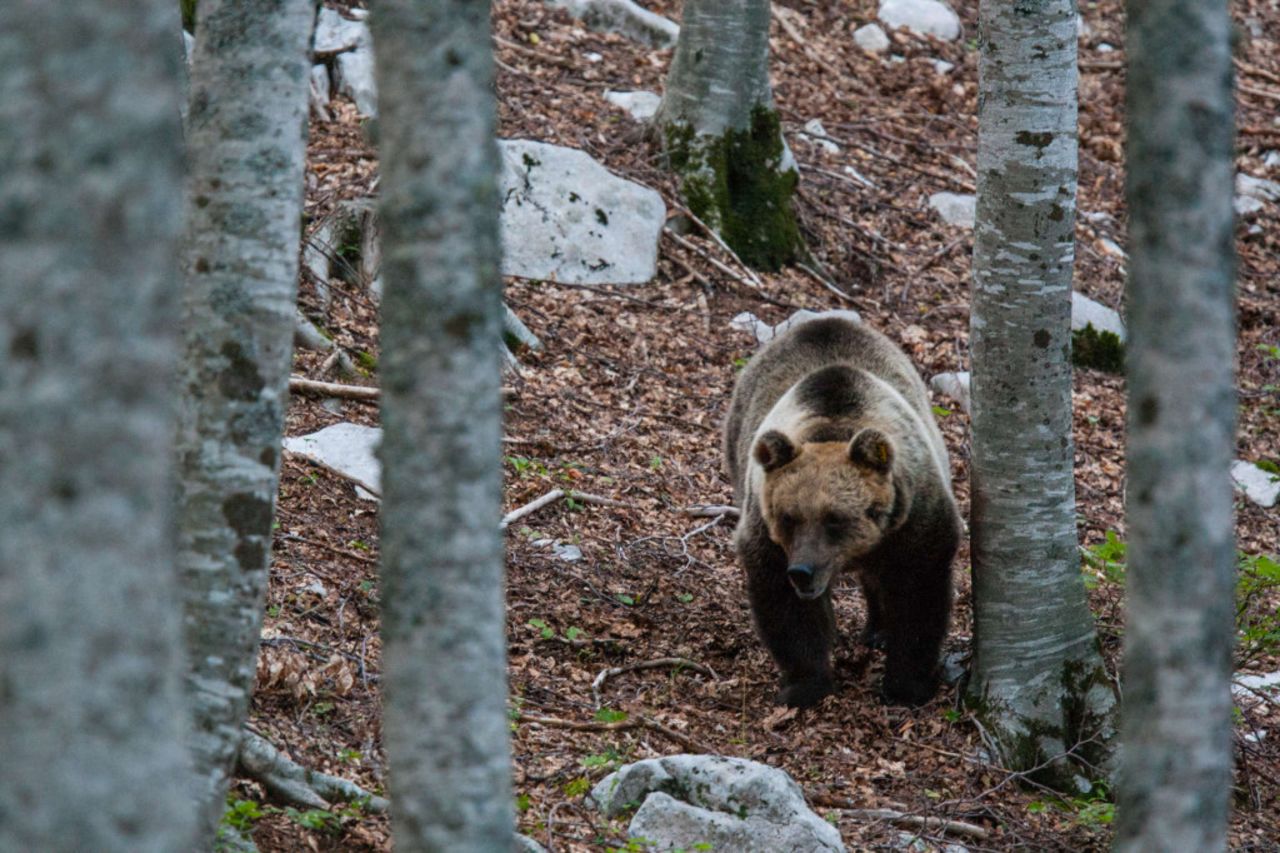 The Marsican brown bear has been re-introduced to parts of Italy. 