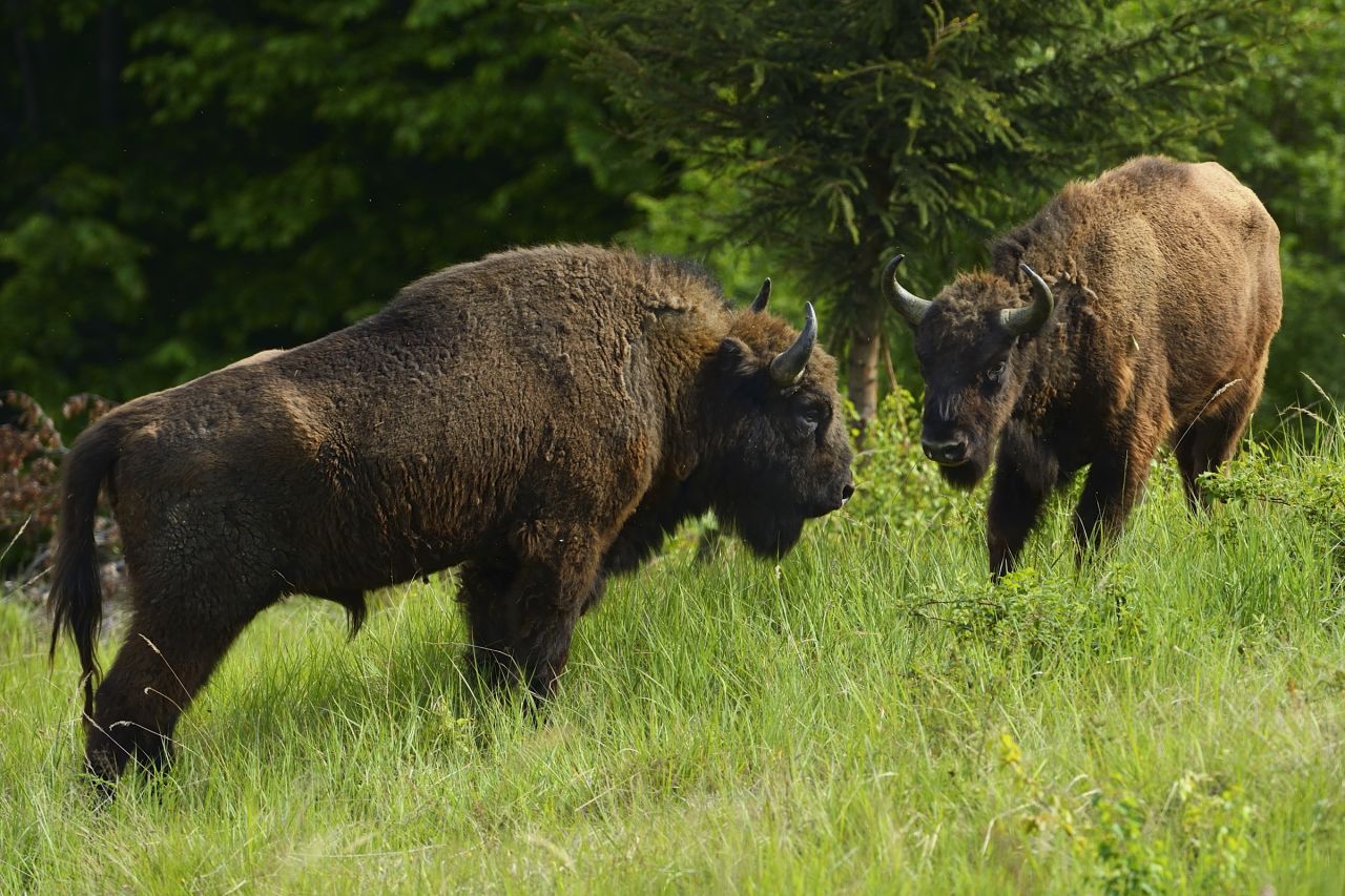 The Rewilding Europe network has dozens of members and programs, such as returning bison to the Carpathian Mountains.