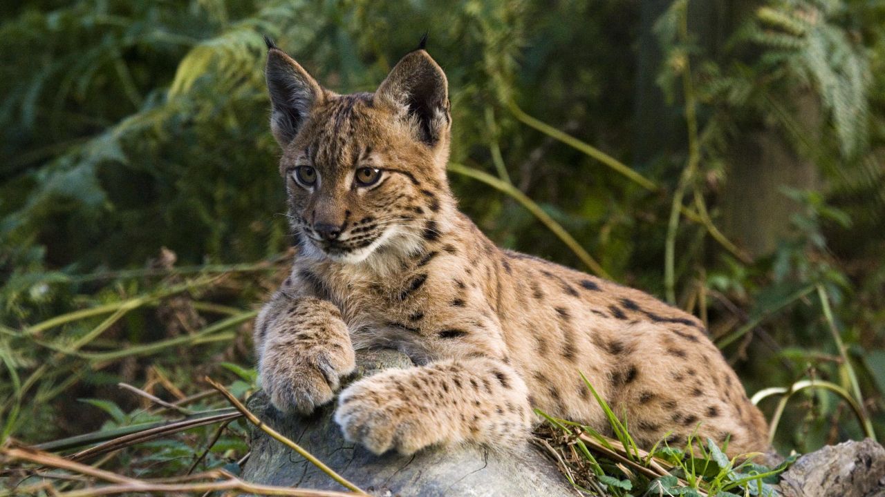 Eurasian Lynx cub