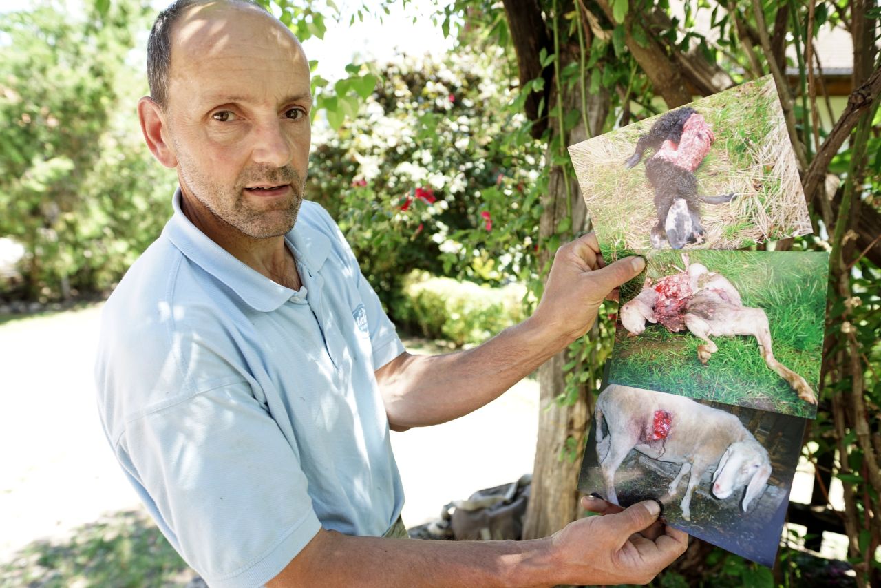 However, this has proved controversial. An Italian farmer shows photos of his livestock that have been killed by bears.