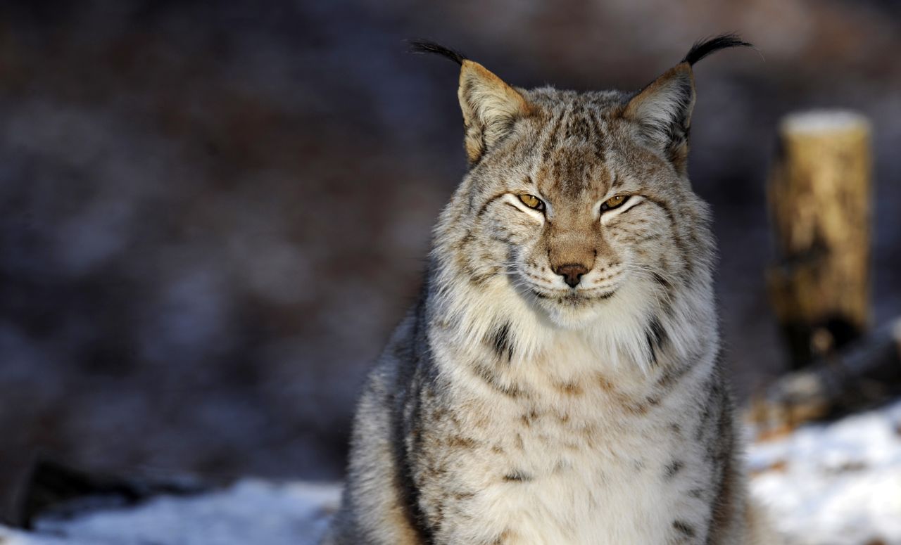 The Eurasian Lynx may be returning to the U.K. over 1,000 years after being driven to extinction, through a radical rewilding initiative.  