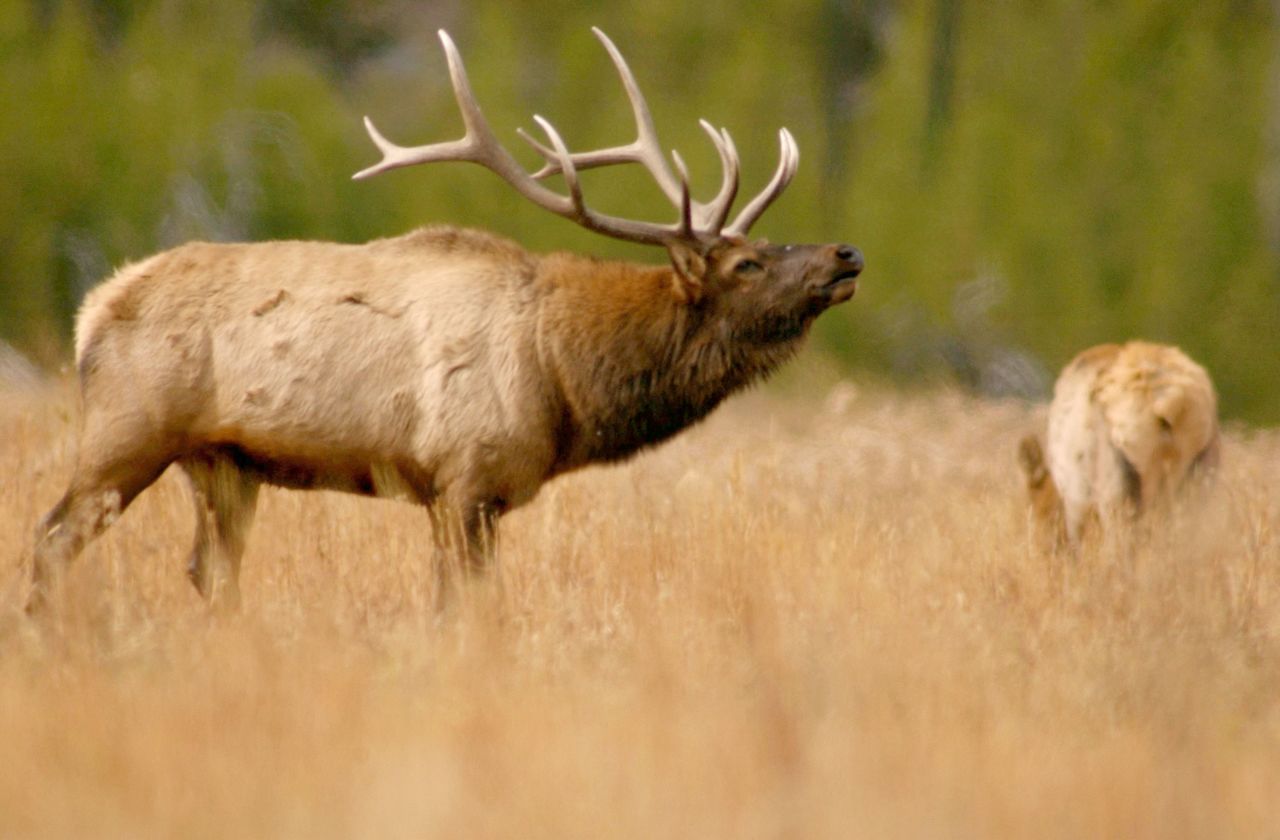 Wolves were able to impact an elk population that was harming biodiversity in the Park. 