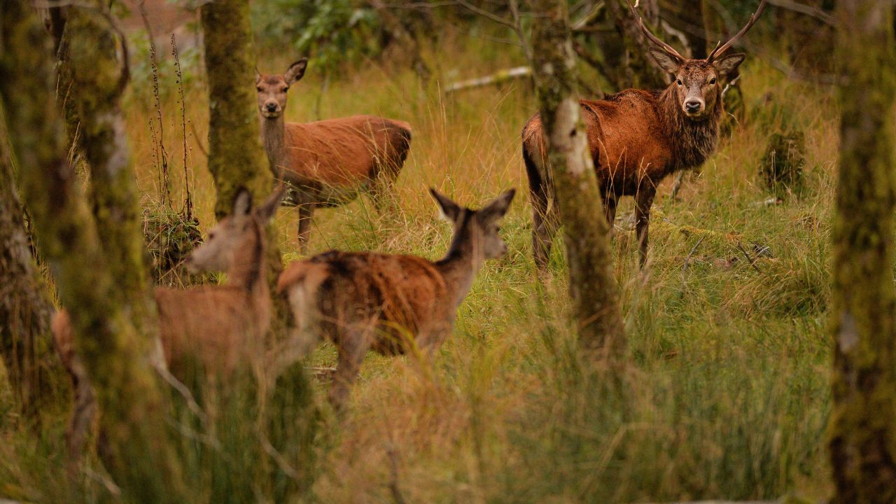 Deer overgrazing has had catastrophic effects in UK forests.