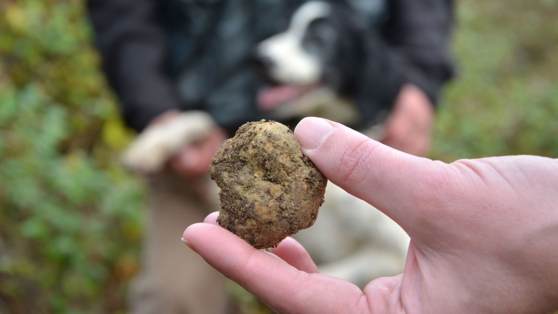 Our first find of the day is a 25-gram truffle, worth up to $100. "When we find it, it appears on the ground like gold stone. Our dream every morning is to find the biggest truffle," says Massimo.