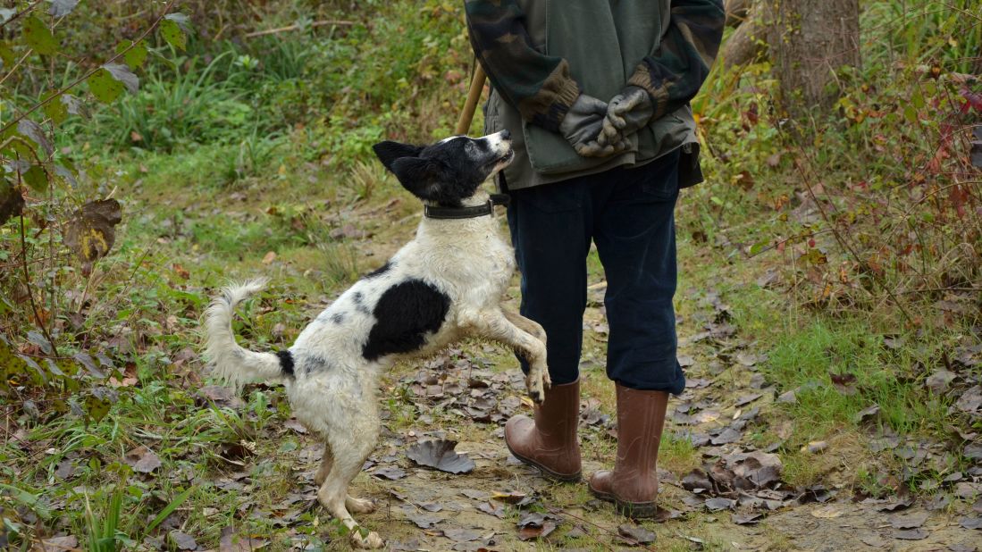 While Massimo and I talk, Salvatore and Pepe walk on ahead. "It's important you speak with the dog." If you're to be successful in the hunt, "you must know your dog, have empathy."