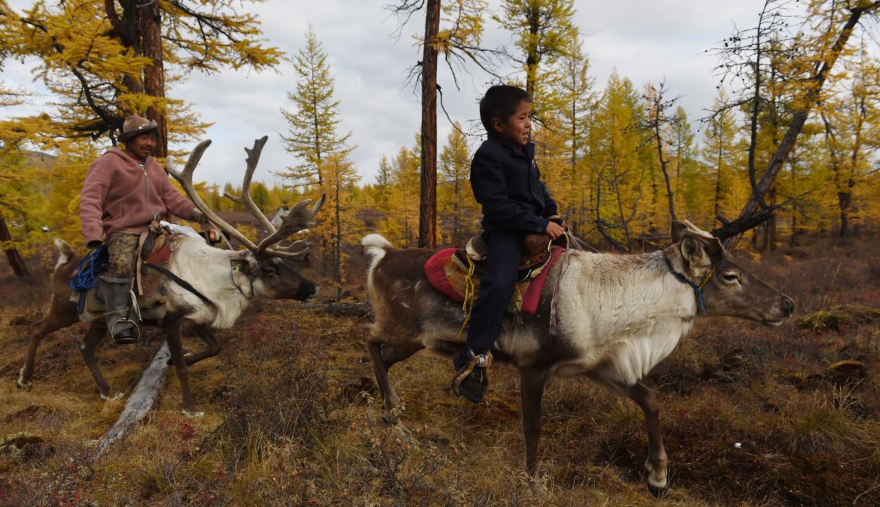 A single reindeer can travel 30 kilometers or more in a single day.