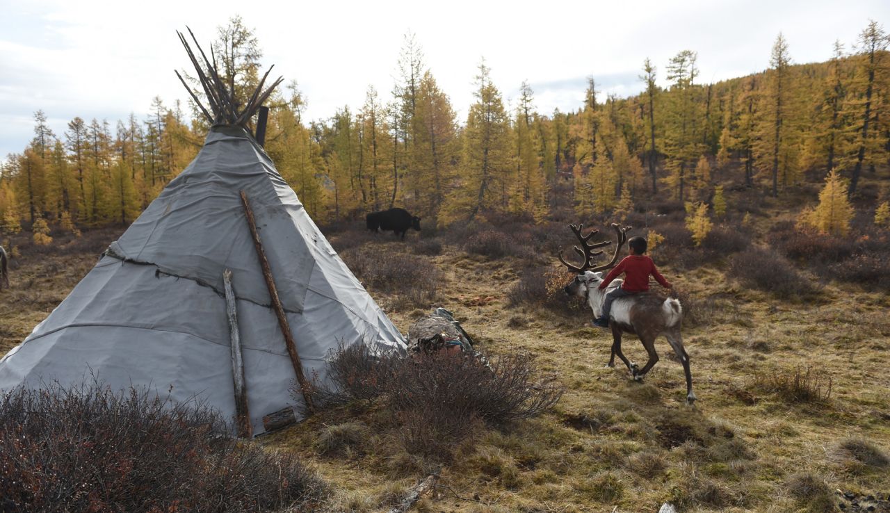 The Dukha have little in common with other Mongolians. They live in urts, similar to a tepee, instead of a Mongolian ger. They herd reindeer instead of cows, yaks or goats. They also practice shamanism instead of Buddhism.