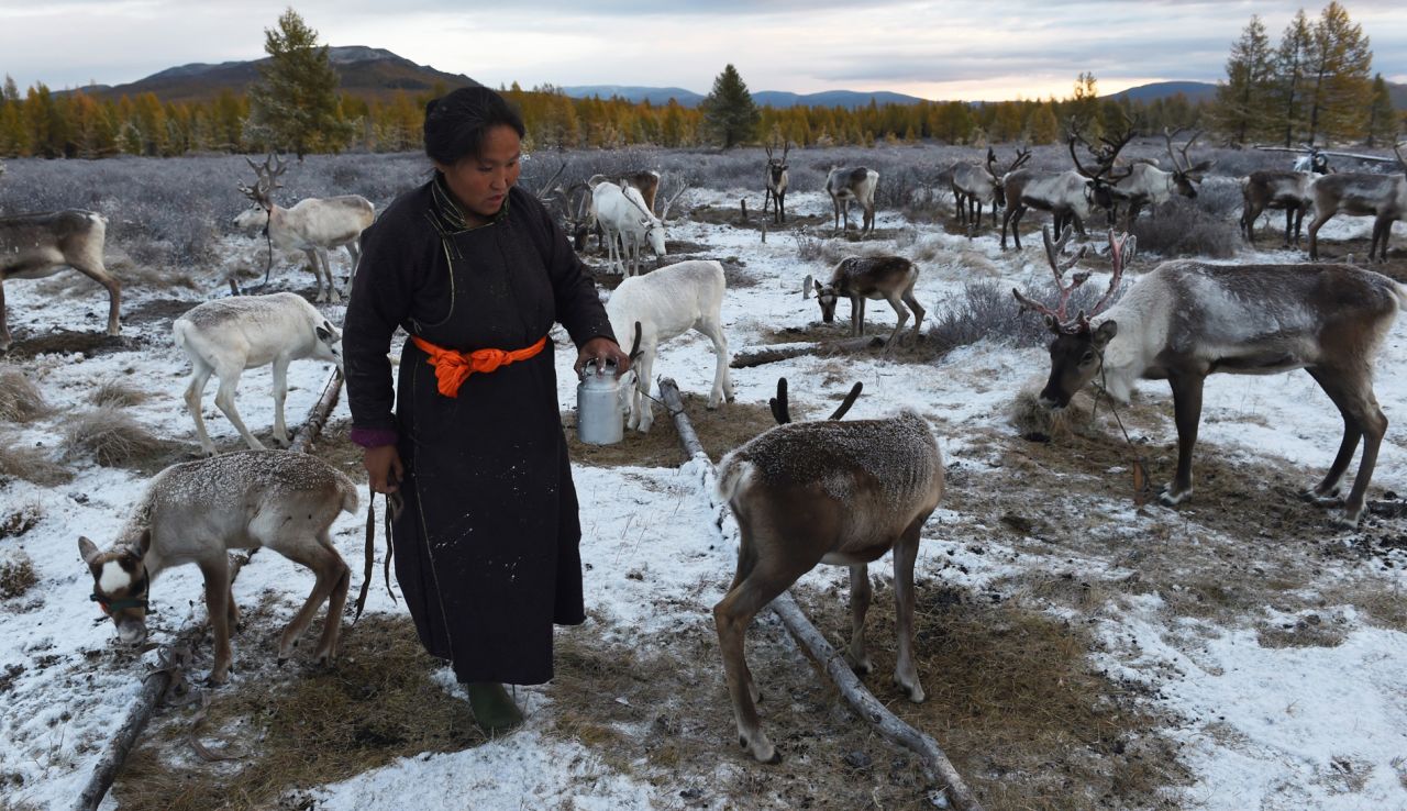 The Dukha are known as "reindeer people" because they live with and herd reindeer. They're Mongolia's only reindeer herders. 