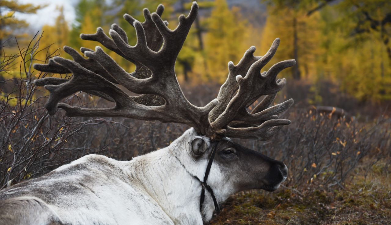 Reindeer play an important role in the Dukha's shamanistic tradition. The white reindeer is considered to be sacred.