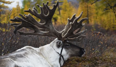 Elk has a "dry, more wild taste," says Fenaknoken's Eirik Braek, but reindeer is a "much smaller animal so it's much sweeter."