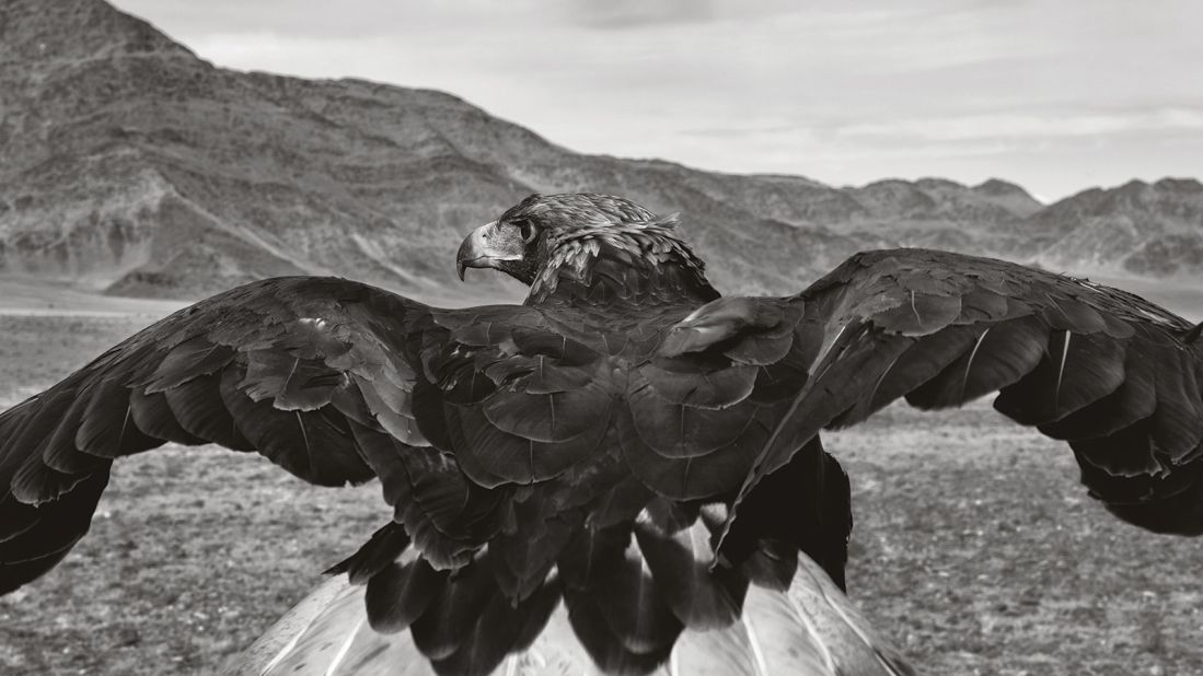 Palani Mohan is a photographer who has captured astounding images of the Altai Kazakh eagle hunters: a small community based in Mongolia who use eagles to find and hunt their prey. 