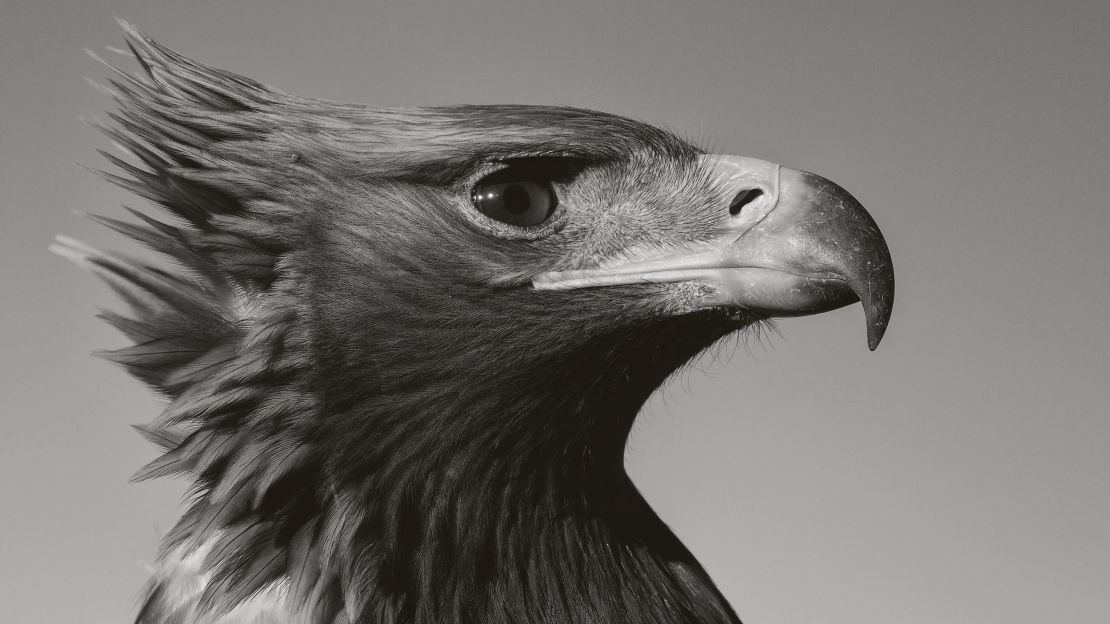 The Altai Kazakh hunters use eagles to hunt prey