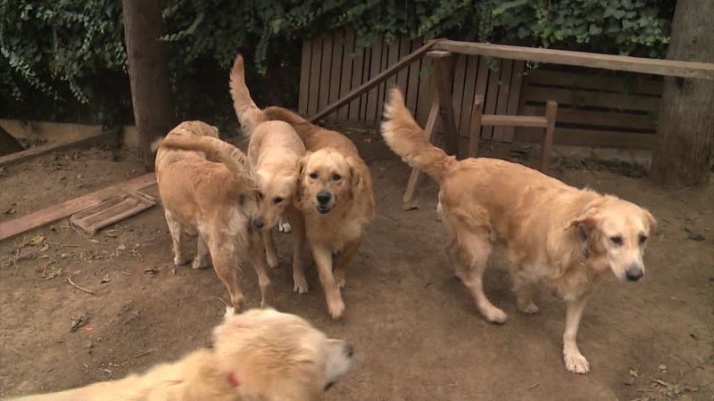 Turkey dogs cheap golden retrievers