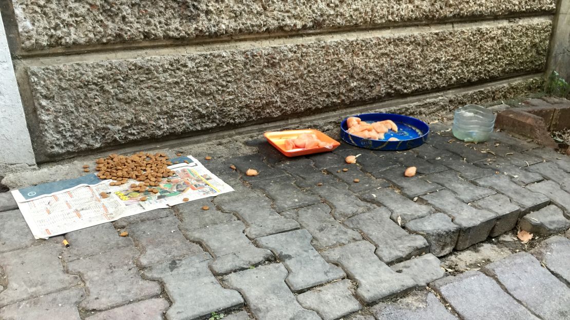 Residents in Istanbul leave food out on the sidewalks for the stray dogs. 