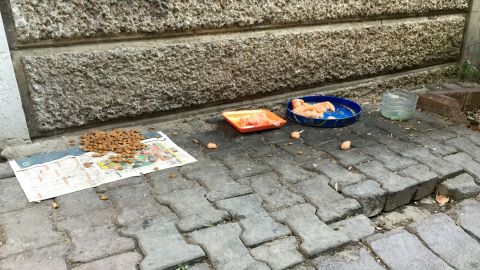 Residents in Istanbul leave food out on the sidewalks for the stray dogs. 